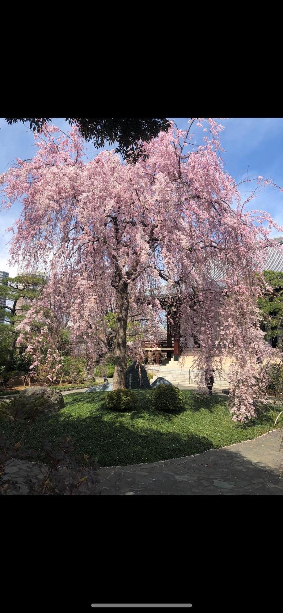 新宿庭院の屋-Shinjuku Garden Home -28 Square Meters King Size Bed Garden Room Tokyo Eksteriør bilde