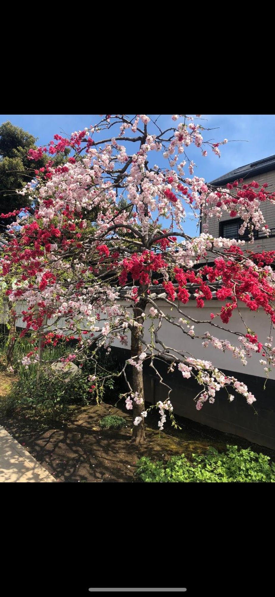 新宿庭院の屋-Shinjuku Garden Home -28 Square Meters King Size Bed Garden Room Tokyo Eksteriør bilde
