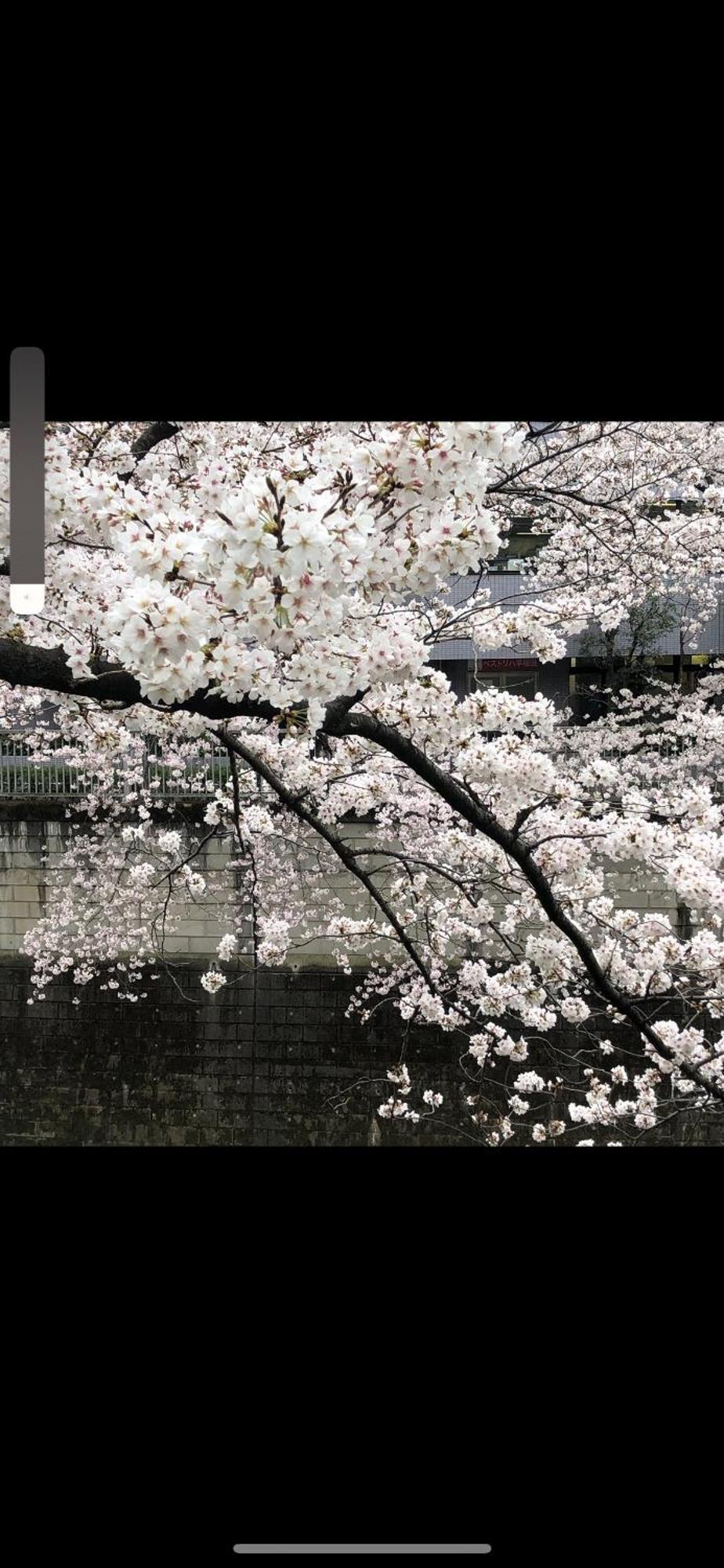 新宿庭院の屋-Shinjuku Garden Home -28 Square Meters King Size Bed Garden Room Tokyo Eksteriør bilde